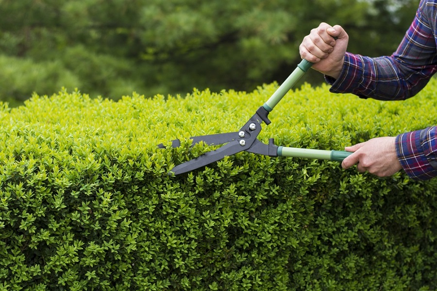 Bush Trimming and Tree Cutting