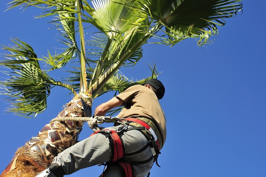 Palm Care